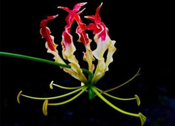 Tamil National Flower