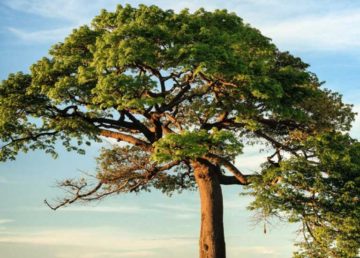 SikhRi report on Giving